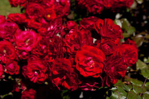 730907 (a): :4000x2667